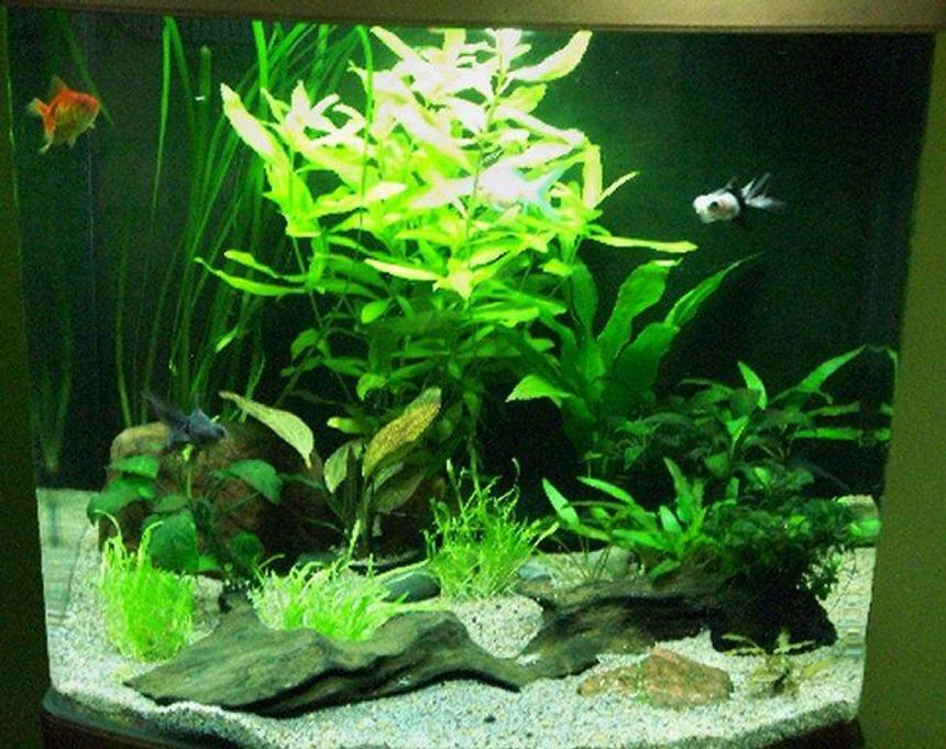 Rated #118: 19 Gallons Planted Tank - This has been my holiday project, re-designing my fish tank which I have had for about 3 years.