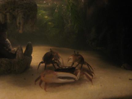 corals inverts - trapezia sp. - acropora crab stocking in 10 gallons tank - They don't fight. They just stare at each other and run away. This is the area when all the big claws come to stare each other down.