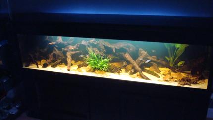 120 gallons planted tank (mostly live plants and fish) - 7 foot amazon black water biotope 

84