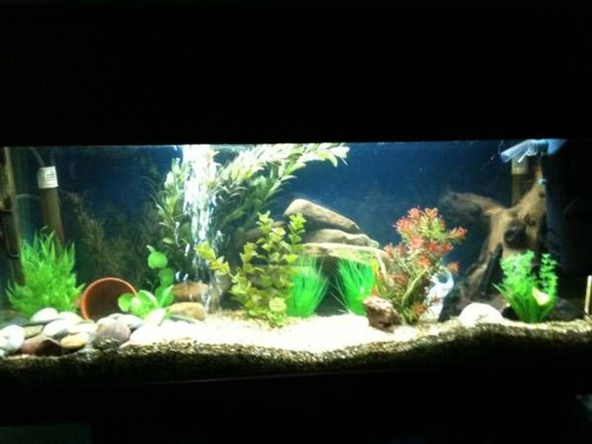 fish tank picture - 3 foot tank before i got all my new fish :D