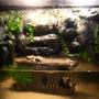 fish tank picture - NEVER SCENE THIS BEFORE!!!! DIY Tank! Made the waterfall, background caves, and hand. 17 Fiddler crabs! Check out the other pictures for more detail! Nothing like this on this site!!!!!