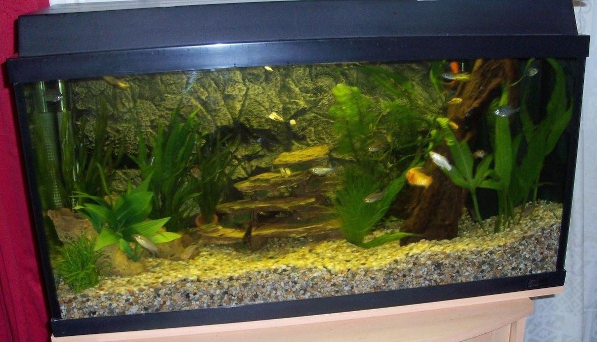 20 gallons planted tank (mostly live plants and fish) - Tank 1