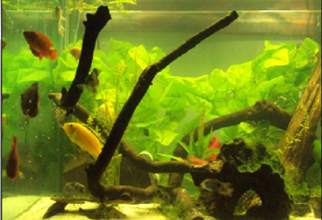 75 gallons freshwater fish tank (mostly fish and non-living decorations) - my tank