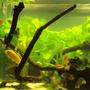 75 gallons freshwater fish tank (mostly fish and non-living decorations) - my tank