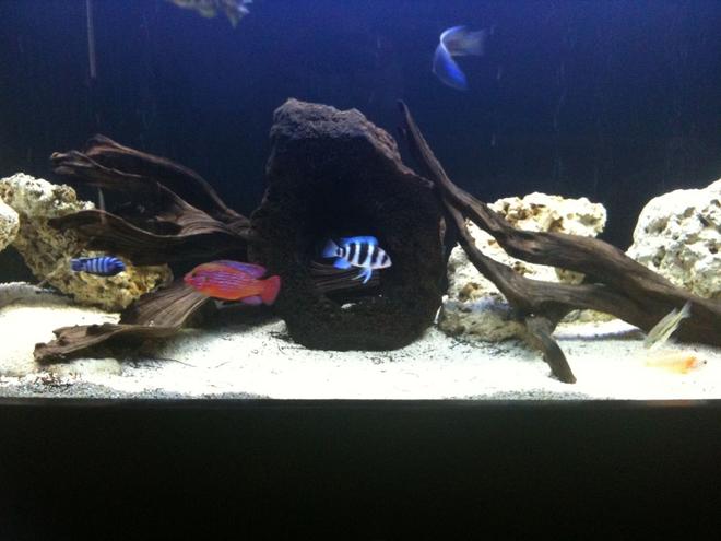 40 gallons freshwater fish tank (mostly fish and non-living decorations) - Freshwater Tank, 3 Months.