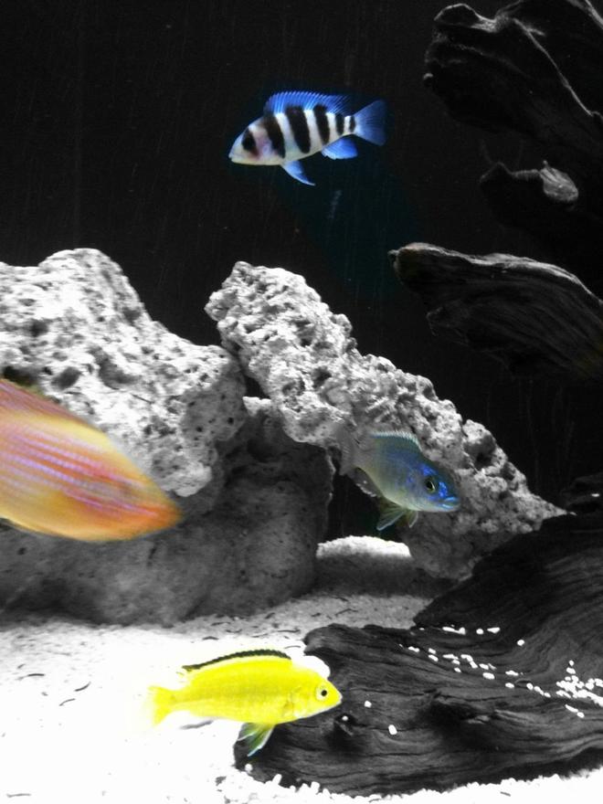 freshwater fish - aulonocara sp. - strawberry peacock cichlid stocking in 40 gallons tank - young ones