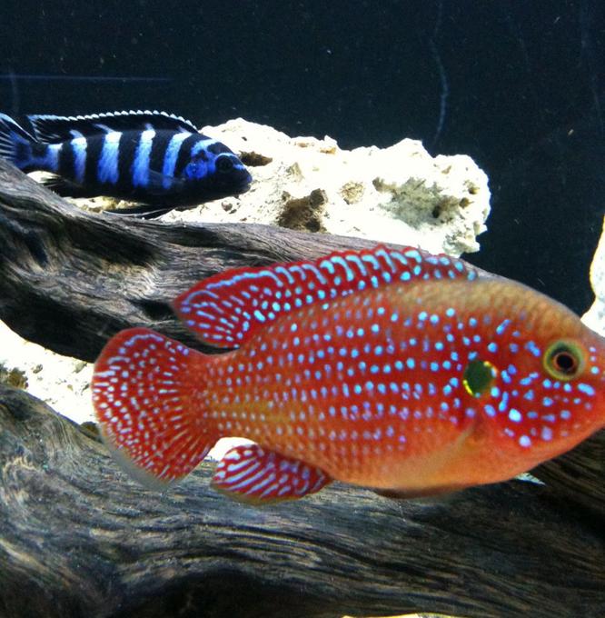 freshwater fish - hemichromis bimaculatus - jewel cichlid stocking in 40 gallons tank - red jewel and demonsi