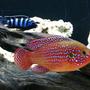 freshwater fish - hemichromis bimaculatus - jewel cichlid stocking in 40 gallons tank - red jewel and demonsi