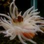 corals inverts - condylactis gigantea - condy anemone stocking in 40 gallons tank - maroon clown