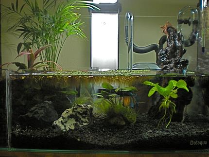 3 gallons planted tank (mostly live plants and fish) - 1337