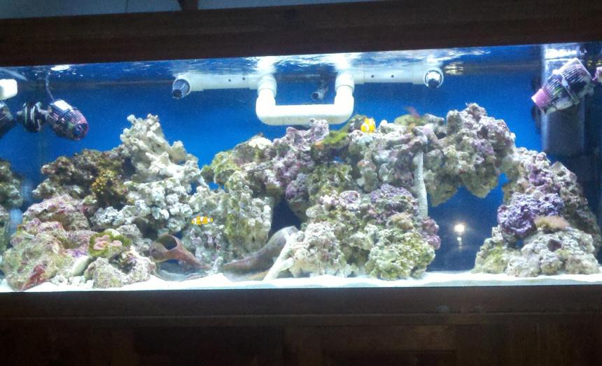 Rated #110: 75 Gallons Reef Tank - sorta crappy fulltank shot using cellphone