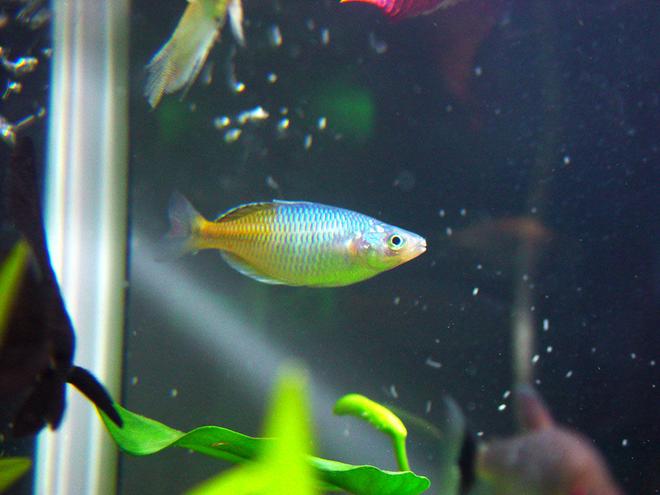 freshwater fish - melanotaenia boesemani - boesemani rainbow stocking in 540 gallons tank - my aquarium