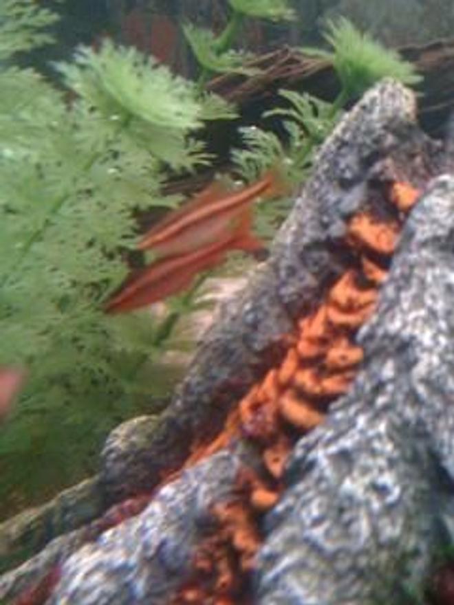 freshwater fish - puntius titteya - cherry barb stocking in 46 gallons tank - Cherry Barbs!