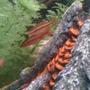 freshwater fish - puntius titteya - cherry barb stocking in 46 gallons tank - Cherry Barbs!