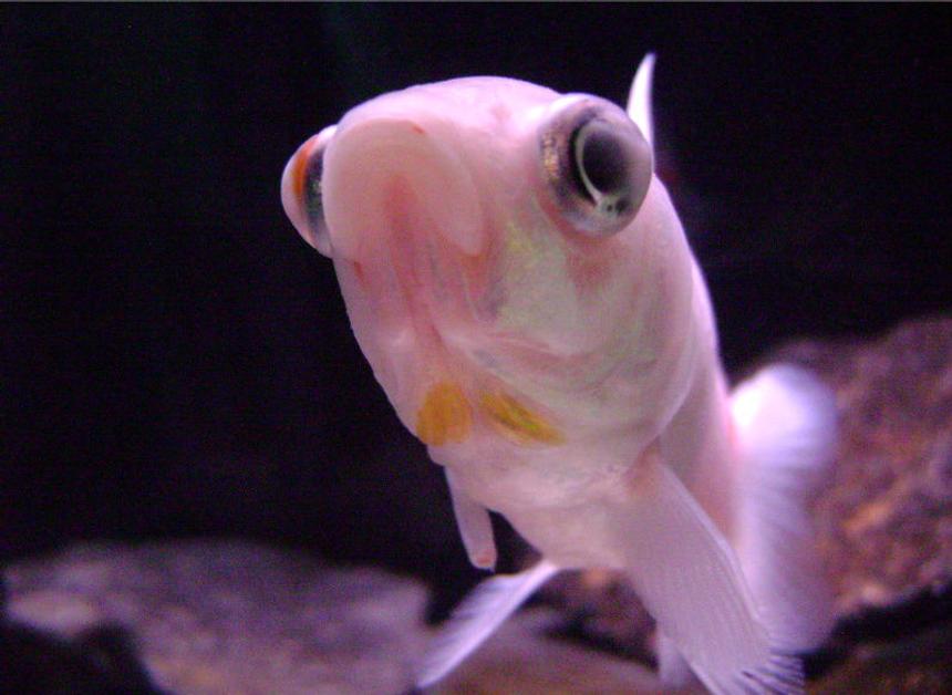 Rated #100: Freshwater Fish - Carassius Auratus - Comet Goldfish Stocking In 10 Gallons Tank - Comet Goldfish