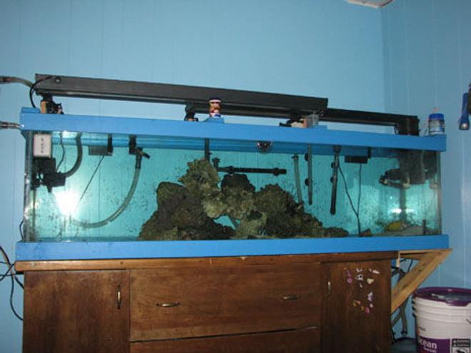 150 gallons freshwater fish tank (mostly fish and non-living decorations) - my shark tank