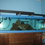 150 gallons freshwater fish tank (mostly fish and non-living decorations) - my shark tank