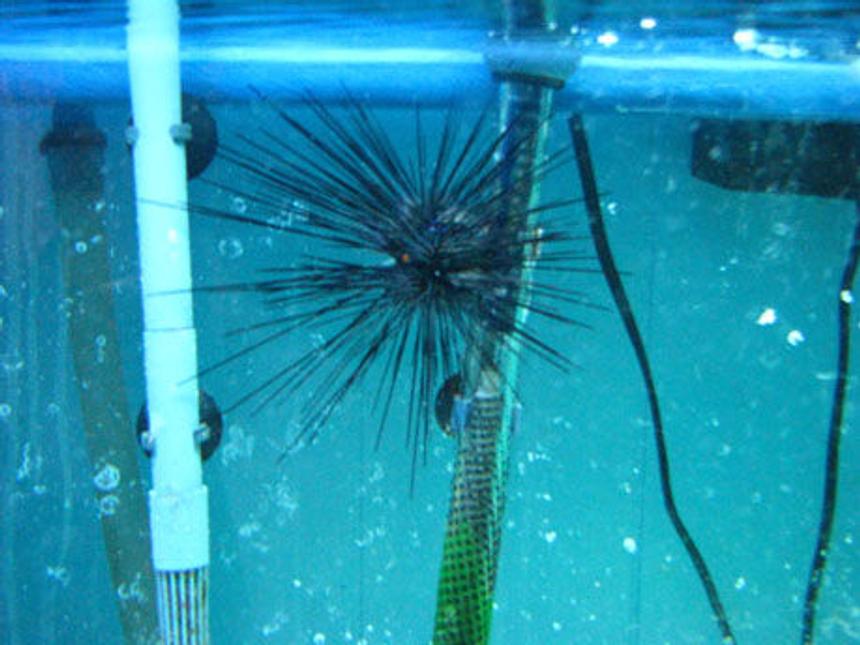Rated #24: Corals Inverts - Diadema Setosum - Longspine Urchin, Black Stocking In 150 Gallons Tank - urchin