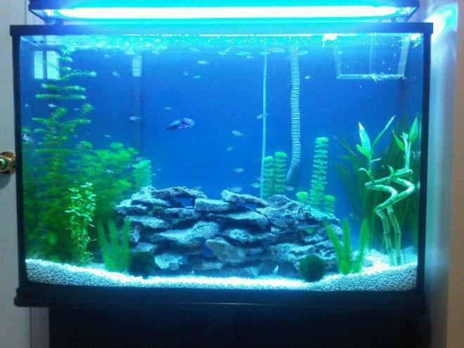 45 gallons planted tank (mostly live plants and fish) - Tank size: 36x12x23
36" T5 lighting with black fixture. (blue and white florescent bulb)
Fluval 304 Filter, Stealth Pro Submersible Heater, LED air wand,
Live plants and rocks