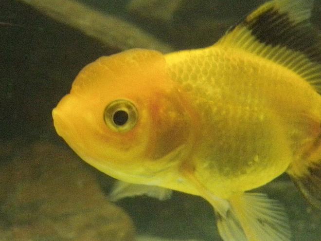 freshwater fish - carassius auratus - oranda goldfish stocking in 46 gallons tank - My oranda Michael

What do you think? Please comment