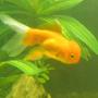 freshwater fish - carassius auratus - oranda goldfish stocking in 46 gallons tank - My oranda Flounder