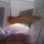 freshwater fish - xiphophorus maculatus - platy stocking in 3 gallons tank - Nobama I think she is prego Plz Help!