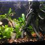 29 gallons planted tank (mostly live plants and fish) - 29 Gal. Community Tank. Tiger Barbs (6),(2) Yo Yo Loachs, (1) Kuhli Loach and (8) Anubis plants. I have 3 other tanks!!!!Some unusual!!!!!! Check them out!!!!!!