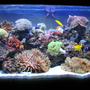100 gallons reef tank (mostly live coral and fish) - Less Than 3 Months Old , Still Needs alot of Work and Time For it to Mature ...