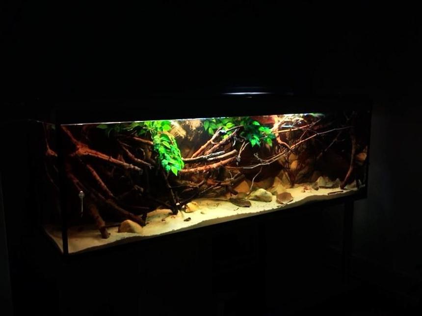 Rated #62: 182 Gallons Planted Tank - Amazon Biotope