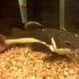 freshwater fish - phractocephalus hemioliopterus - redtail cat stocking in 150 gallons tank - redtail catfish waiting to eat....