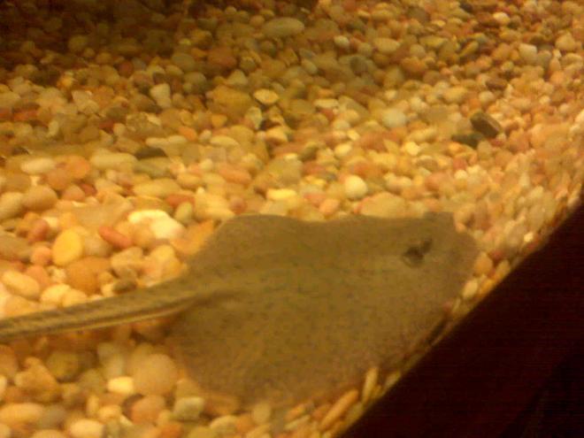 saltwater fish - urobatis halleri - round stingray stocking in 150 gallons tank - stingray....