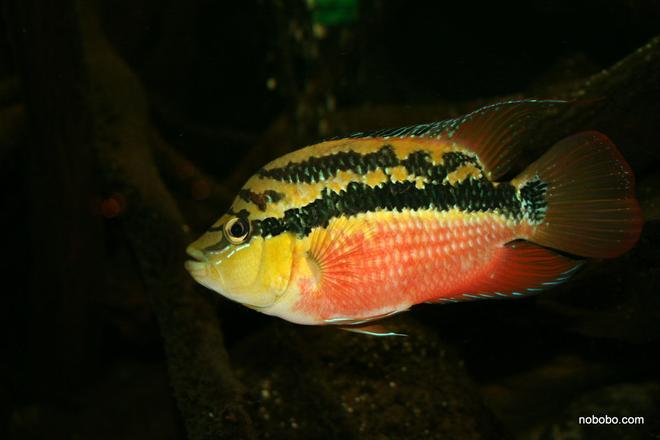 freshwater fish - nandopsis salvini - salvini cichlid stocking in 422 gallons tank - Salvini