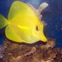 saltwater fish - zebrasoma flavescens - yellow tang - hawaii stocking in 55 gallons tank - HW Yellow Tang
