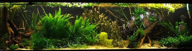 422 gallons planted tank (mostly live plants and fish) - angelfish, discus, planted aquarium