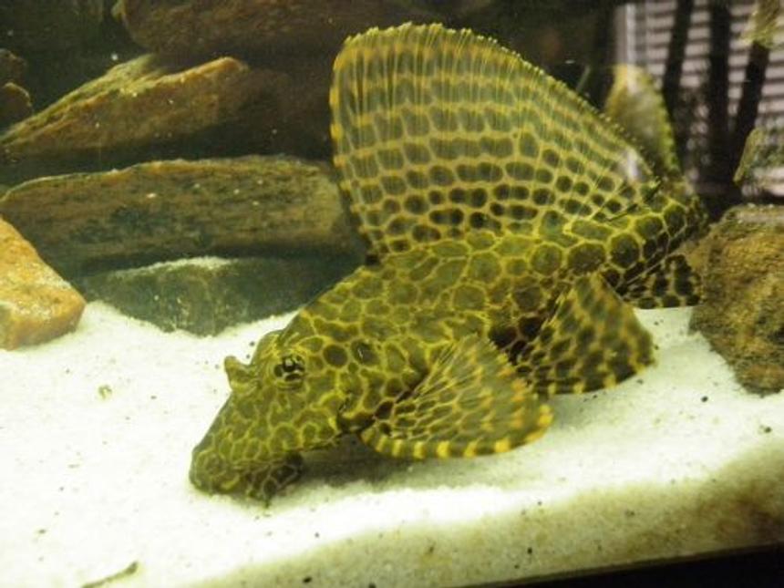 Rated #270: Freshwater Fish - Glyptoperichthys Gibbiceps - Sailfin Pleco (l-83) Stocking In 46 Gallons Tank - My pleco - growing like crazy!!

Please leave comments about my Pleco
