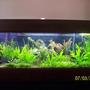 125 gallons planted tank (mostly live plants and fish) - This is a three year old pic of my tank. I figured I'd throw it up here and see what you all think.... It's different now but... The angels used to breed all the time...
