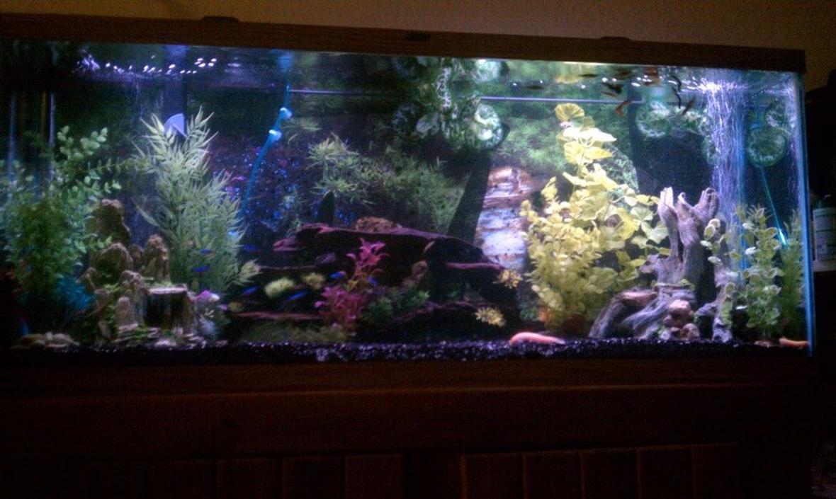 55 gallons freshwater fish tank (mostly fish and non-living decorations) - 55 Gallon Community Tank