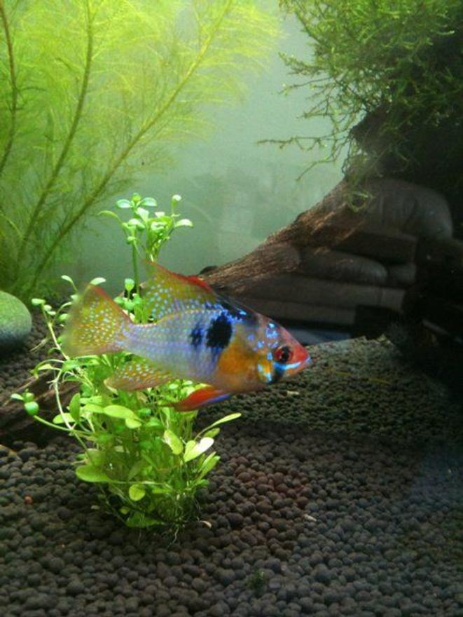 freshwater fish - papiliochromis ramirezi - german blue ram stocking in 40 gallons tank - My Ram!