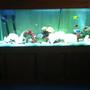 fish tank picture - my 150 gallon