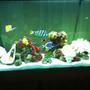 fish tank picture - go fish!