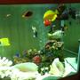 fish tank picture - looks like they're having fun