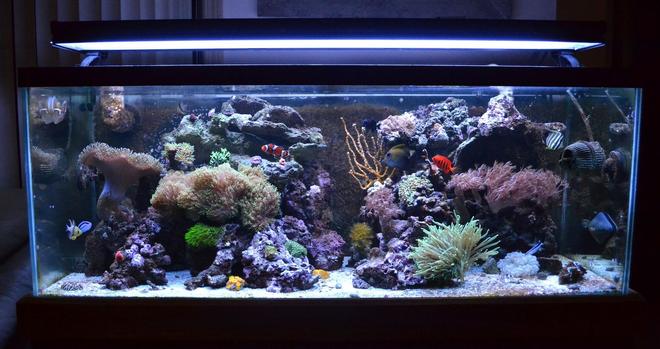 90 gallons reef tank (mostly live coral and fish) - My Reef!