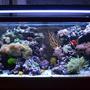 90 gallons reef tank (mostly live coral and fish) - My Reef!