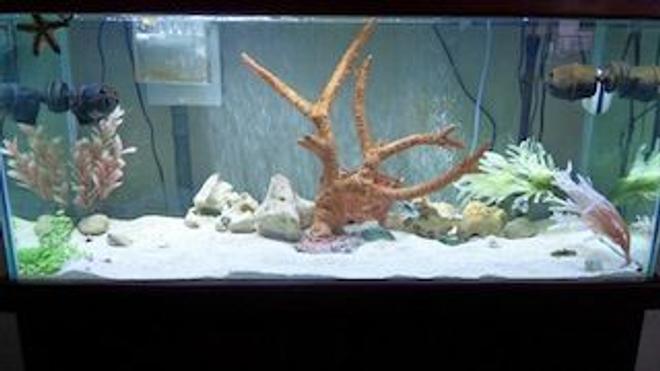 75 gallons saltwater fish tank (mostly fish, little/no live coral) - My 75 saltwater aquarium. It only has a couple fish because it is still new.