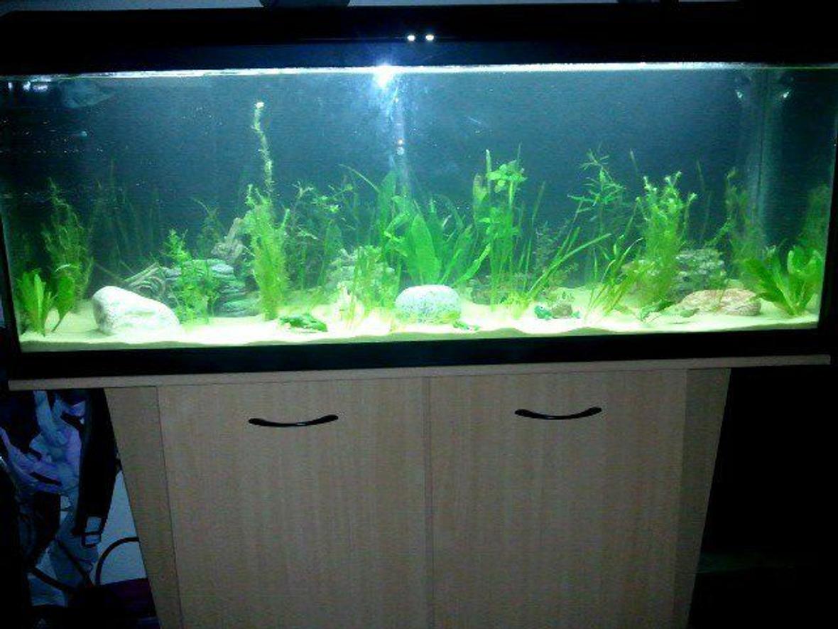 48 gallons planted tank (mostly live plants and fish) - My new tank only set up yesterday! 200 litres :)