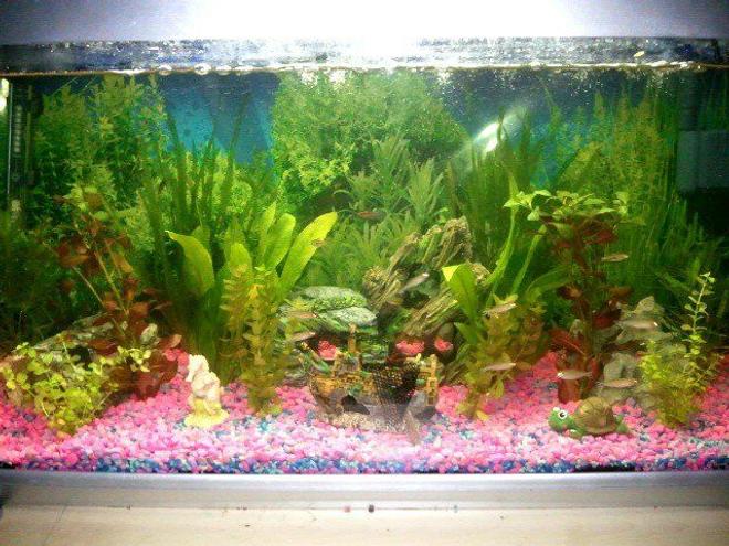 48 gallons planted tank (mostly live plants and fish) - My Older tank, still with my many fish in it, this tank was more a fun tank than my newer one :)