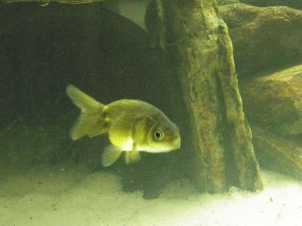 freshwater fish - carassius auratus - ranchu goldfish stocking in 46 gallons tank - RANCHU! Very hard to find in my area!! In fact in a year of going to many diff stores i have never seen one! for no reason at all i went to local fish store & they had a bunch of Ranchu\'s!!

Including my new baby! He\'s so small!

please leave comments & care tips!
thanks!