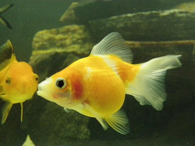 freshwater fish - carassius auratus - crown pearlscale goldfish stocking in 46 gallons tank - Ben my pearscale, he's only about a year old