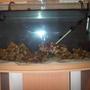 63 gallons saltwater fish tank (mostly fish, little/no live coral) - My new 63 gallon tank with premium fiji LR