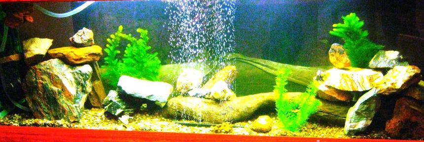 Rated #192: 125 Gallons Freshwater Fish Tank - 125 gallon.  Lighting: custom flourescent fixture from Habitat Restore.  2 Canister filter (unsure of brand)  currently housing a Senegal Bichir, 2 Angel fish 6 red eye tetras, 2 blue gourami, 1 gold gourami, 2 pearl gourami.  Rainbow shark.  3 zebra danios which are getting eating by the bichir as we speak.